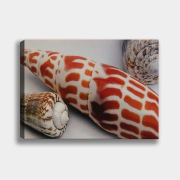 Deniz Kabukları Kanvas Tablo 30cm x 40cm